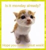 11766969-happy-monday-kitty.jpg