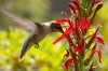 hum-cardinal-flower-58a6d0b15f9b58a3c9051f20.jpg