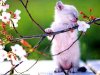 163291-Kitty-Smelling-Spring-Blossom.jpg