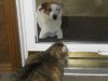 cats, dogs, and Easter eggs 017.JPG