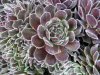 Hen and chicks 1.jpg