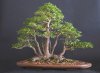 bonsai tree.jpg