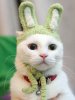 Rabbit-Cat.jpg