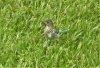 bluebird fledgeling 2.jpg