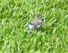 bluebird fledgeling 3.jpg