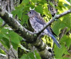 bluebird fledgeling 4.png