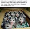 freekittens.jpg