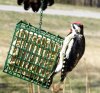 Woodpecker downy .jpg