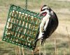 woodpecker downy 1.jpg