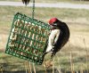 woodpecker downy 2.jpg