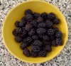 blackberries 6 14 2019.jpg