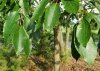 persimmon leaves.jpg