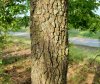 persimmon trunk.jpg