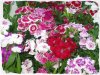 Dianthus_Telsta999r_Mix.jpg