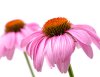 echinacea1.jpg