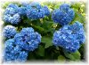 hydrangear-5.jpg