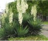 100pcs-moundlily-seeds-font-b-Yucca-b-font-gloriosa-flower-font-b-plants-b-font-Free.jpg