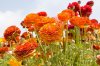 ranunculus-flowers-meaning.jpg