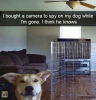 lbought-a-camera-to-spy-on-my-dog-while-im-57283018.png