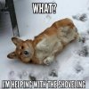 Friday Frolics_ Frosty Corgi Fun! - The Daily….jpeg