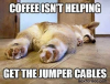 22 Funny animal memes coffee – Amazing Food Memes.png