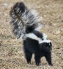 Skunk-Attacking.jpg