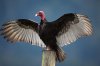 turkeyvulture1.jpg