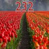 Number 232 @.jpg