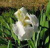 iris feb 15 2020a.jpg