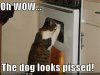 funny-pictures-cat-oven-pissed-dog.JPG