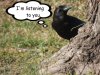 Disney crow 1.jpg