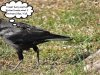 Disney crow 2.jpg