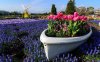 Purple-Tulips-Wallpapers.jpg