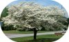 dogwood tree 1.JPG