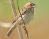 Indigo_Bunting_female_portrait_11-28-16.jpg