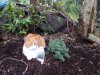 ella-catmint.jpg