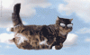 a-cat-gif-flying_cat.gif