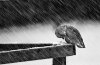 bird-bird-rain-cold-poor-bird-snow-Favim.com-318706.jpg