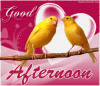 Good-afternoon-lovely-yellow-bird-couple.gif