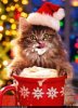 christmas-coffee-kitten.jpg