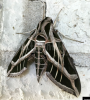 Screenshot_2020-09-11 Vine Sphinx Moth.png