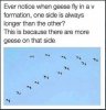 geese.jpg