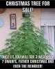 xmas tree for sale.jpg