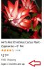 Screenshot_2020-12-14 Amazon com christmas cactus.jpg