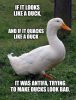 duck.jpg