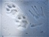 mountain lion prints.jpg