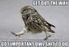 owl.jpeg