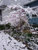 Snowfall in April 2021 contd 004.jpg