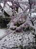 Snowfall in April 2021 contd 002.jpg