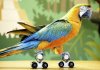 Macaw @.jpg